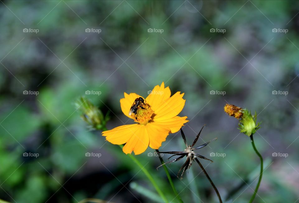 Insect on the blossom flower