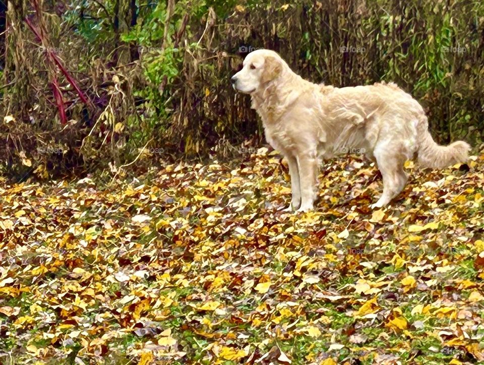 Dog outside in autumn leaves