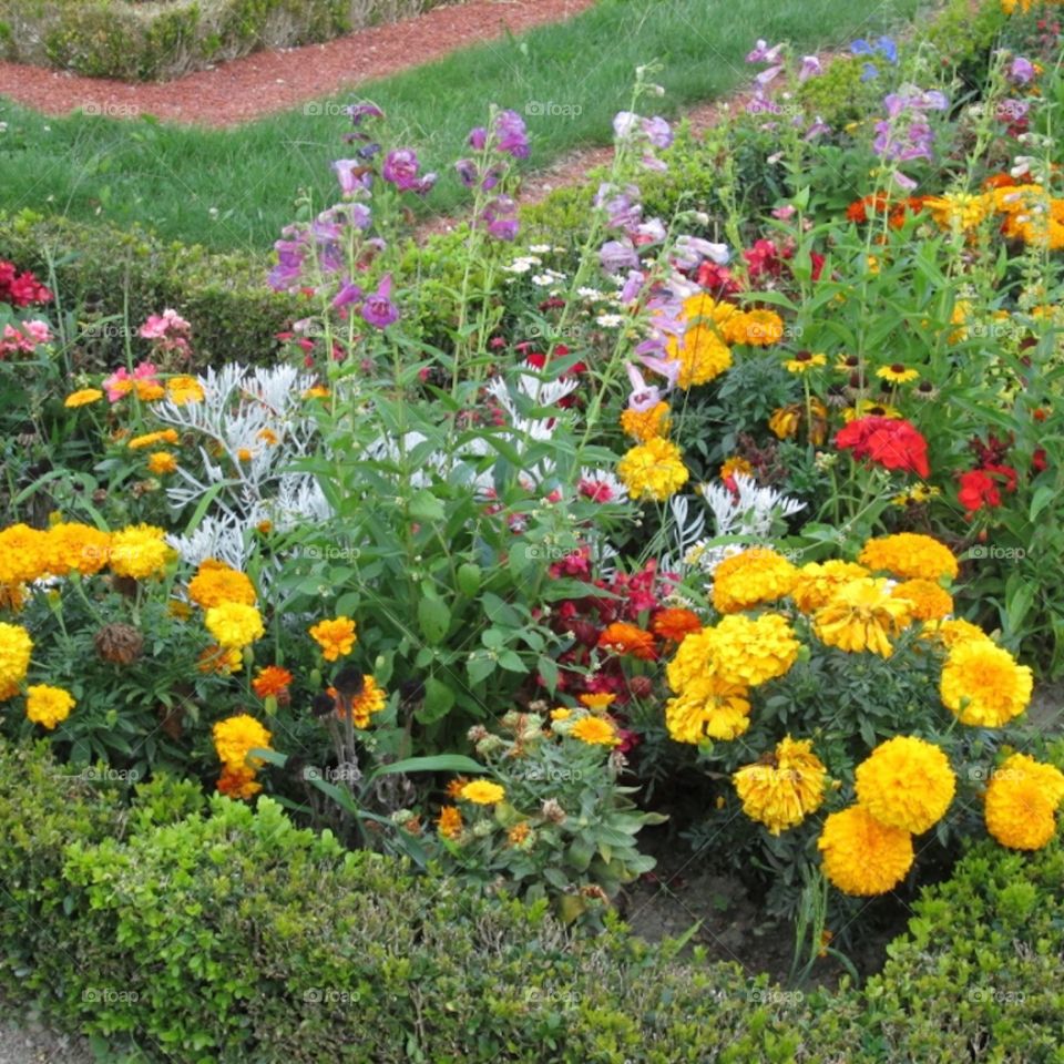 Flowers in a garden 