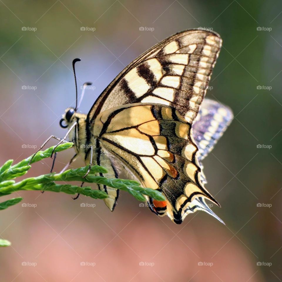 butterfly