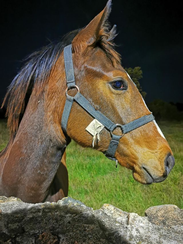 Friendly horse 🐎