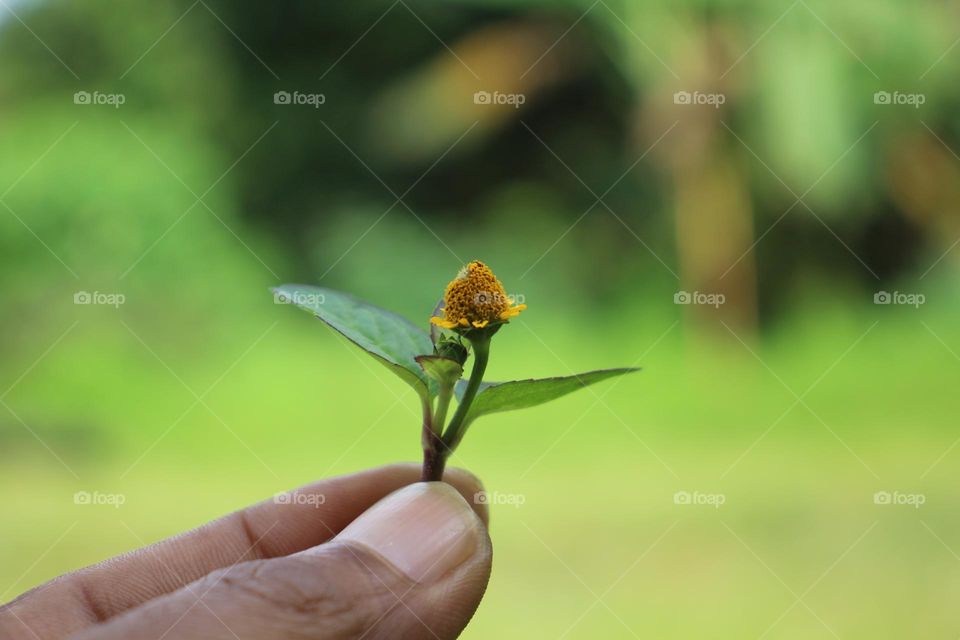 Hand holding a small flower.