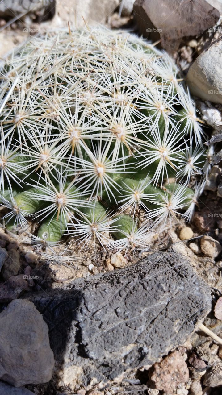 Dainty Cactus, Nevada Desert