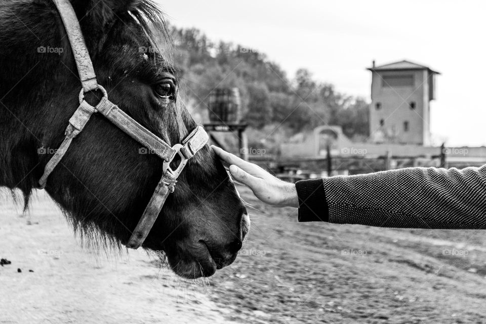 Affection between animals and humans