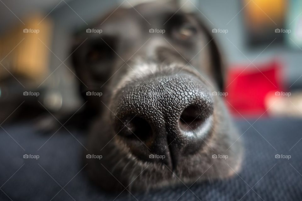 Close-up of dogs nose