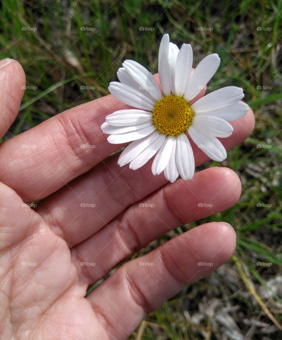 wild camomiles flowers in the hand in the grass summer time