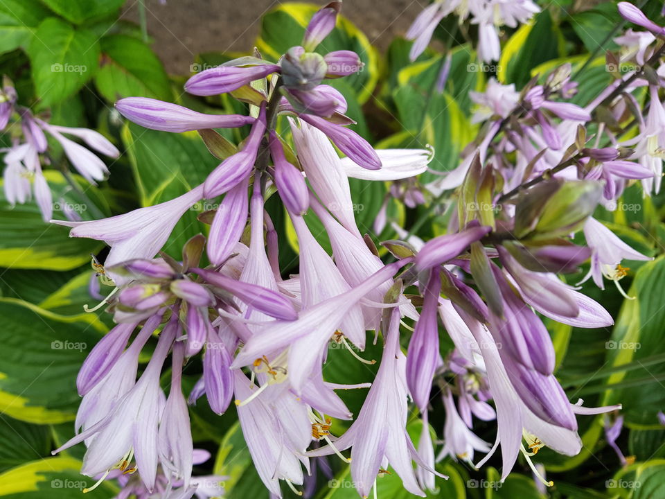 Pink flowers in my garden