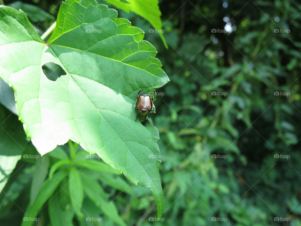 Leaf, Nature, Flora, Summer, Insect