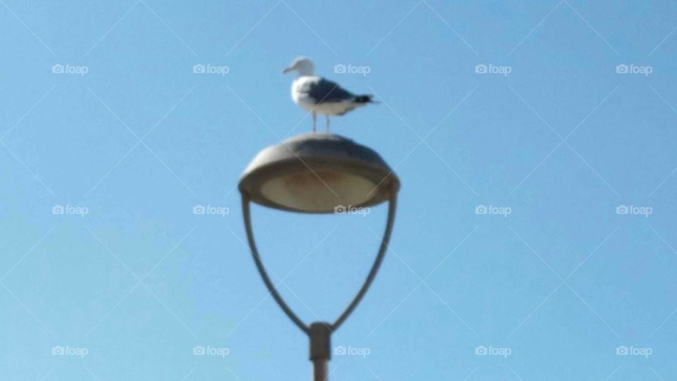 Beautiful seagull on electric lamp.