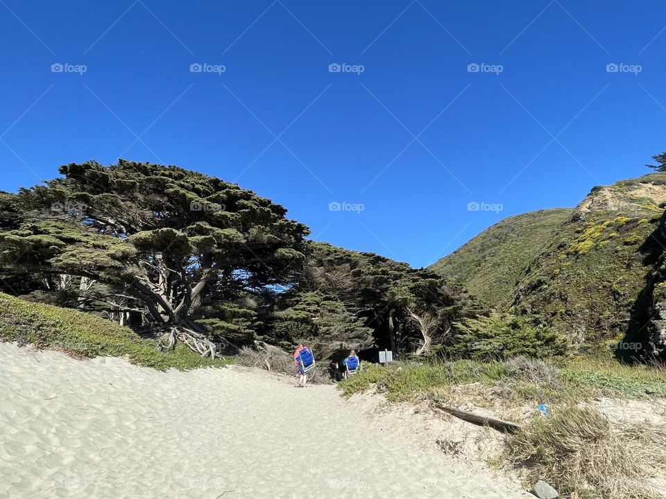 Trees at Pfieffier beach