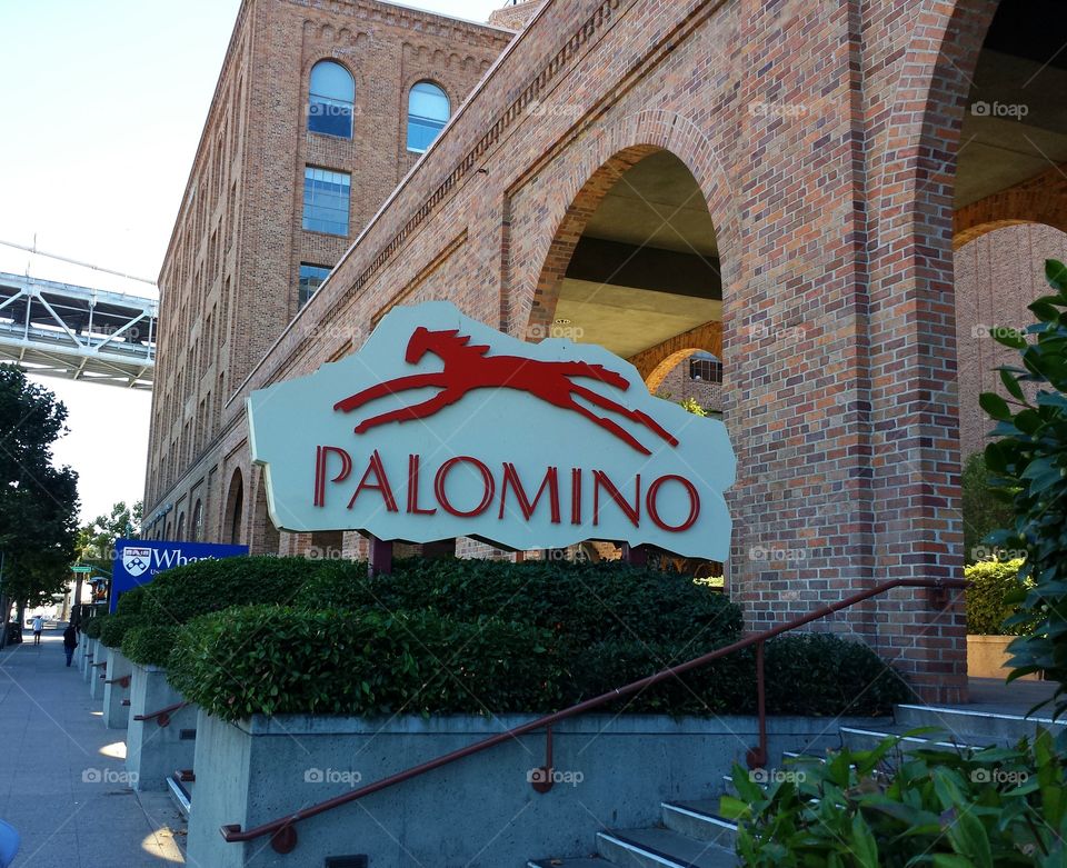 Palomino