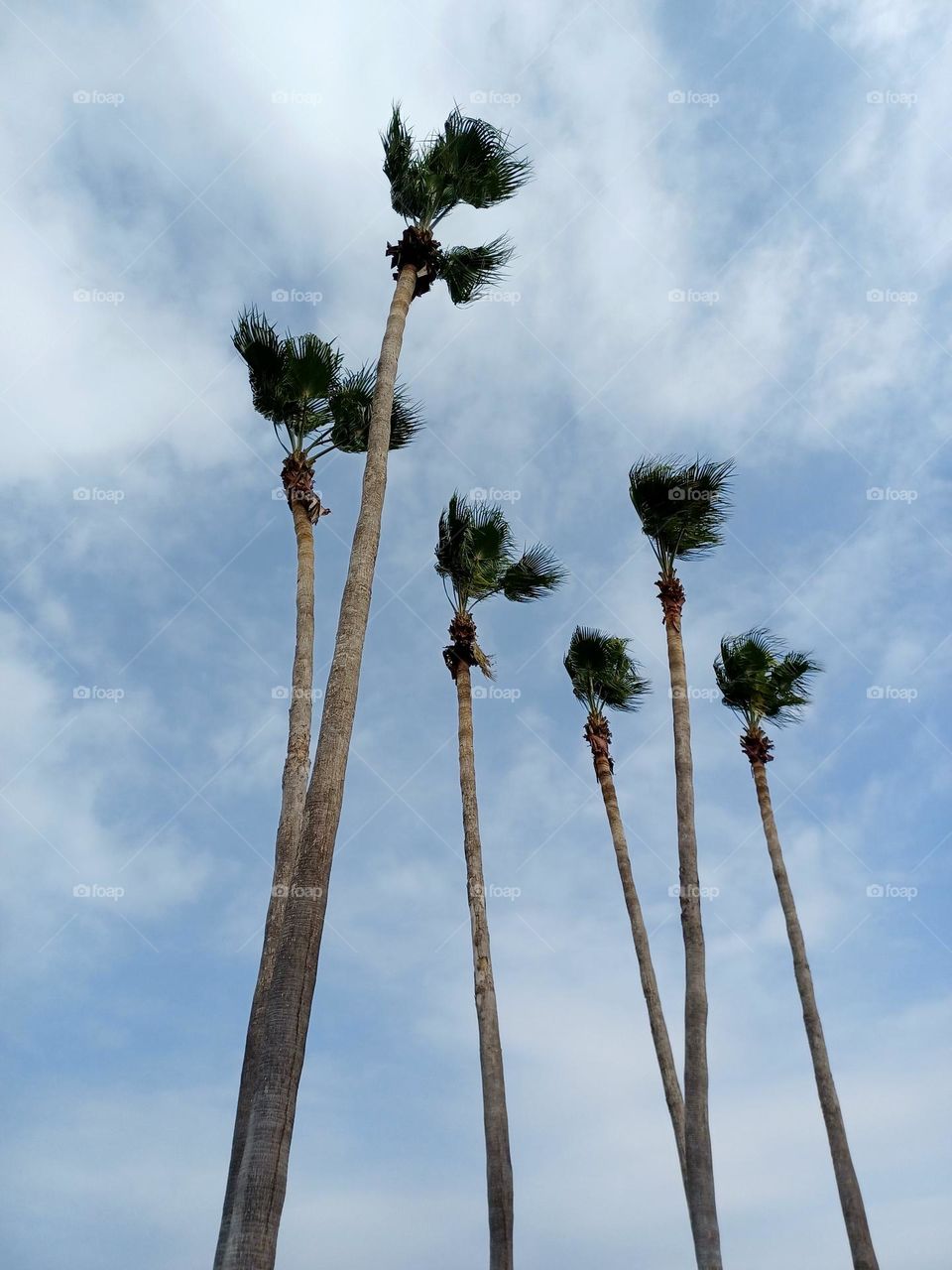 Mobile series: plants -- trees