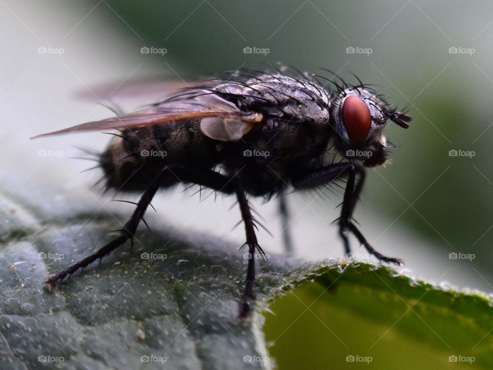 macro of a fly sitting on a leaf