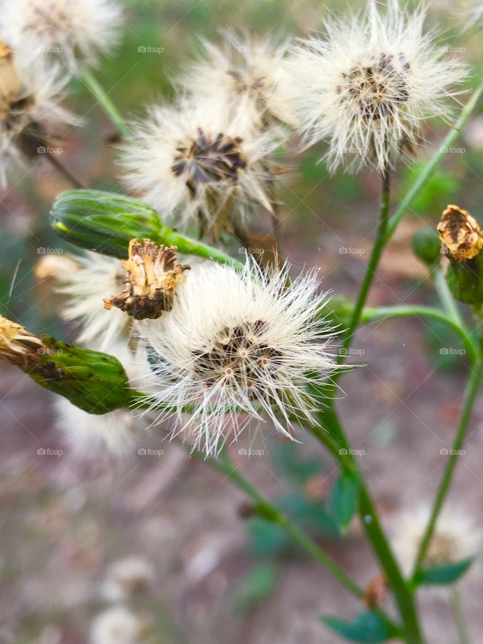 Close-up of wild flower