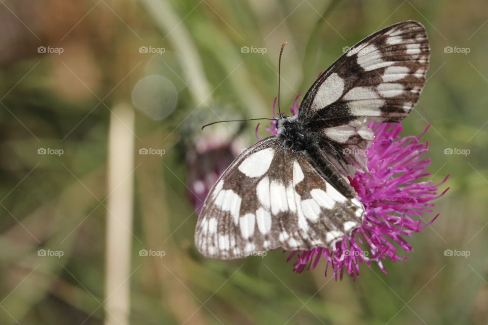 Butterfly on the pink flower