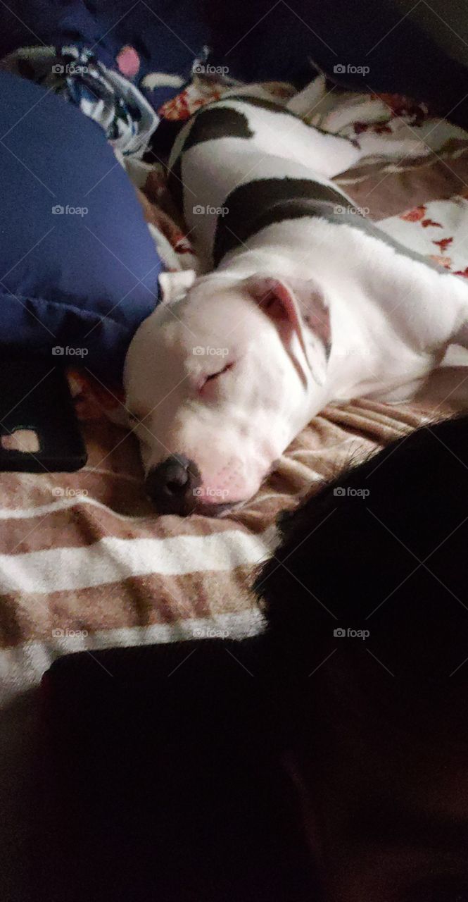 Sallie, a pitbull terrier knocked out having a great nap.