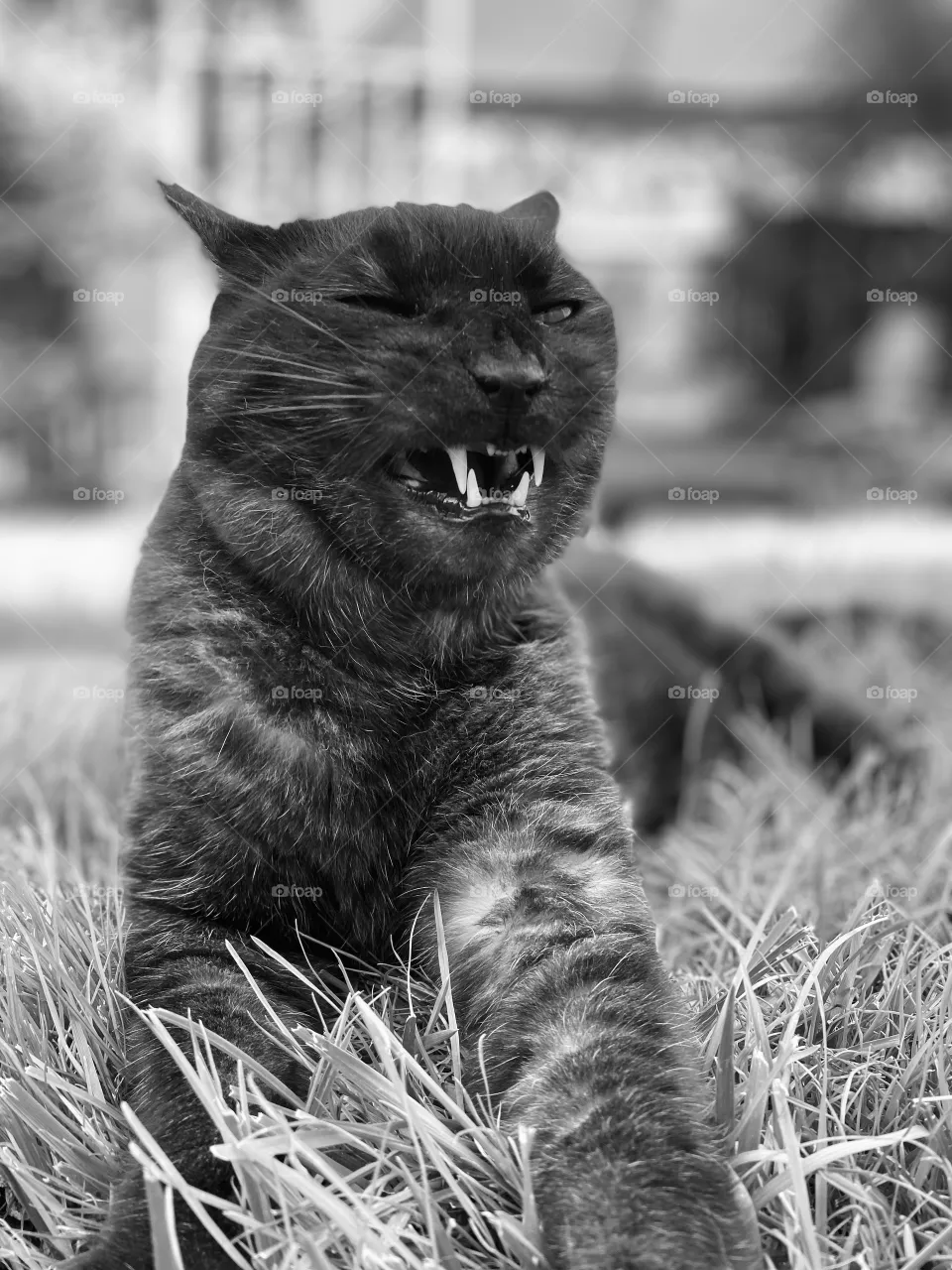 Black cat