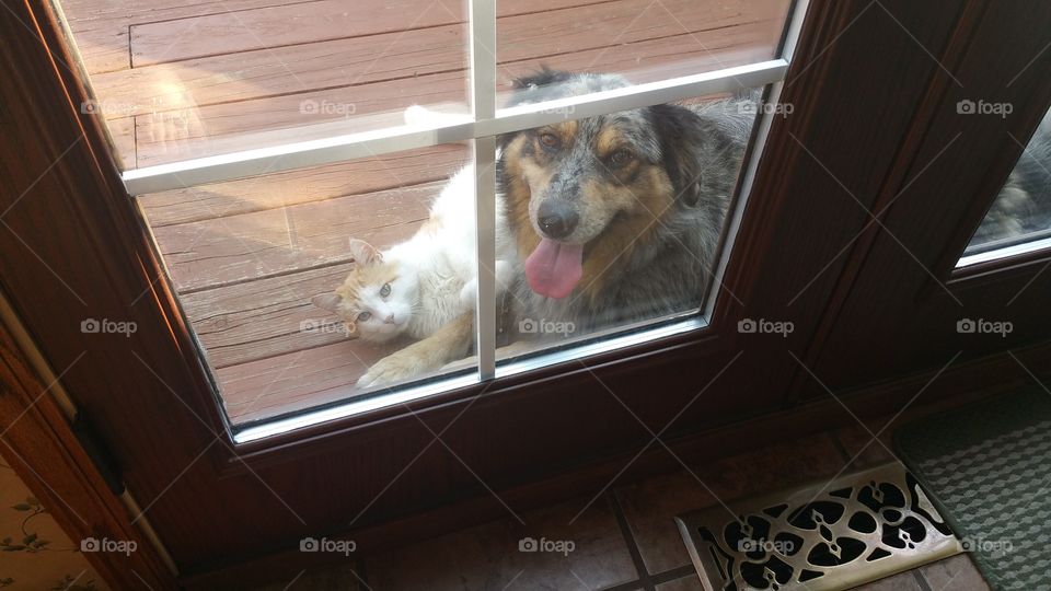 Dog and cat at window