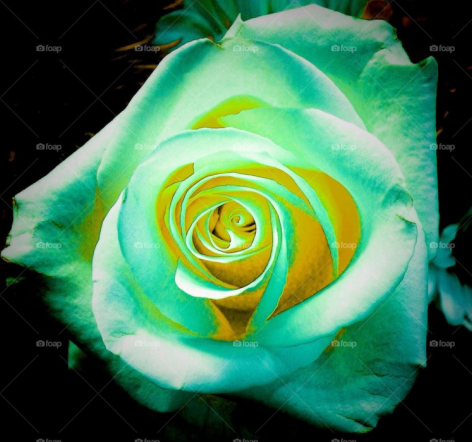 Green rose
