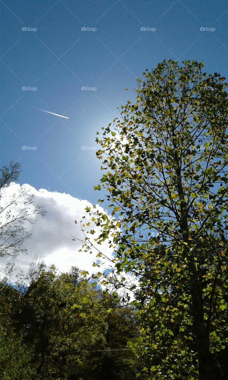 Tree's & Sky