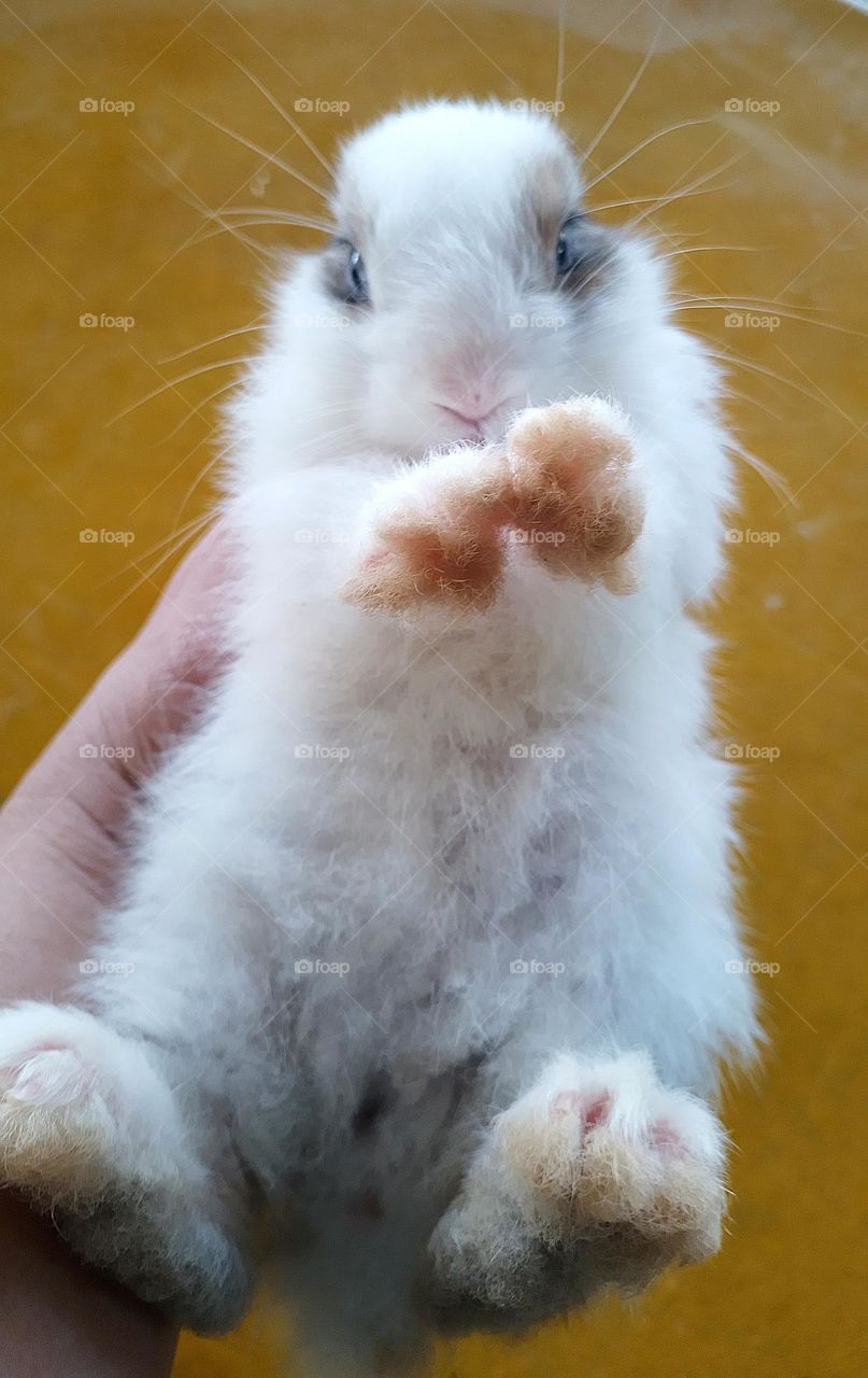 Un conejito super adorable rabbit so cute