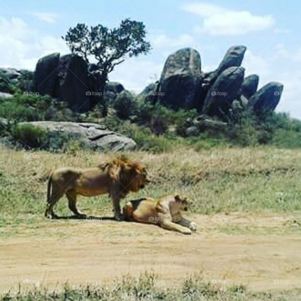 big lions
