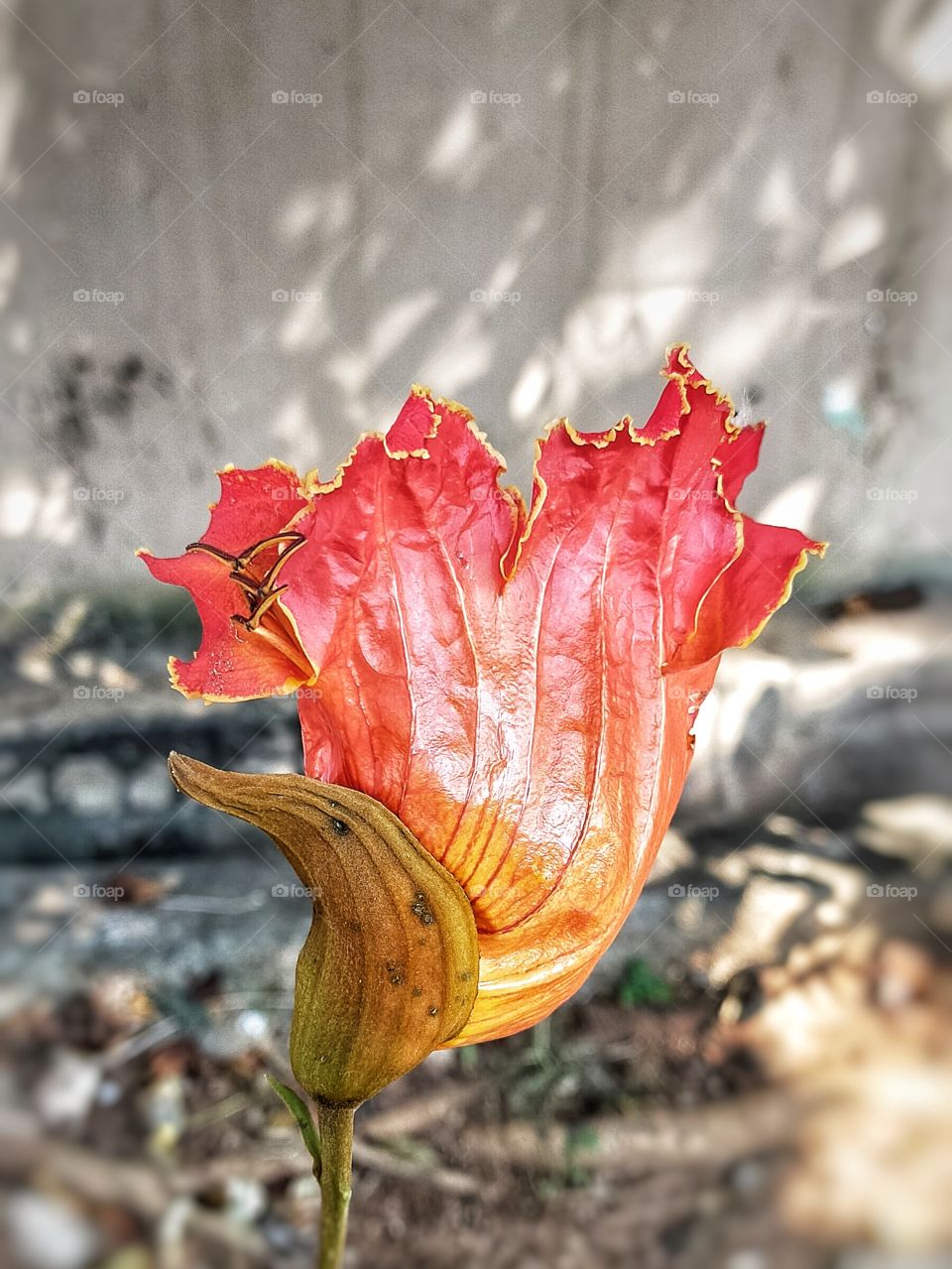 African Tulip owned lots of beauty with it's charming appearance.