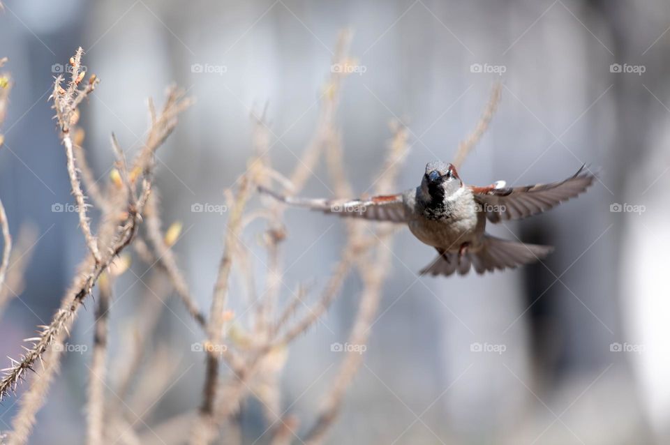 Sparrow in flight