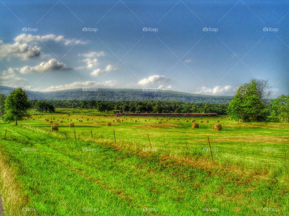 field of hay