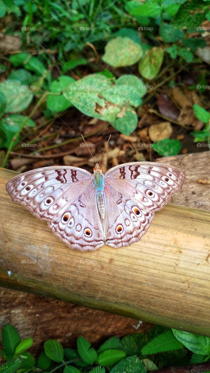 Junonia atlites butterfly perched on a dry bamboo tree