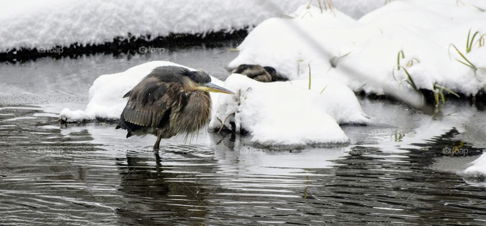 Heron in Winter