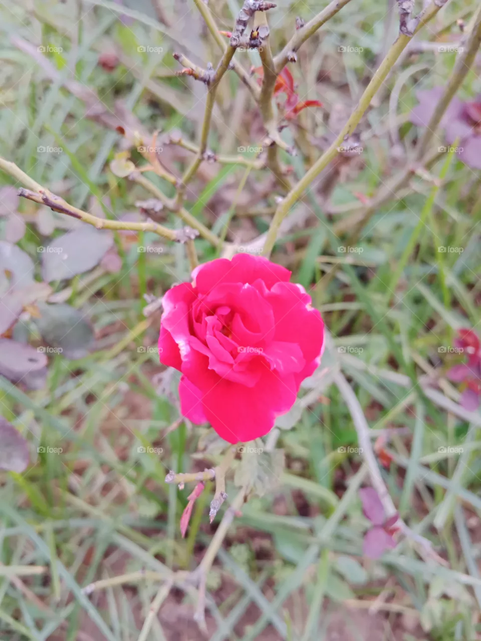 Rose 🌹