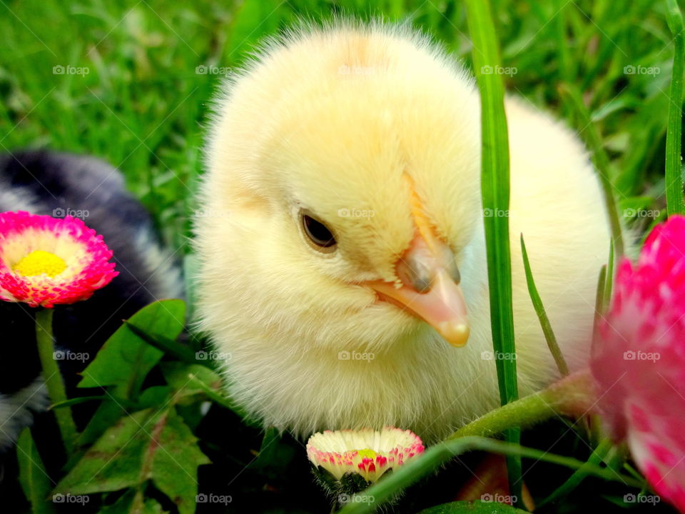 yellow Easter chick