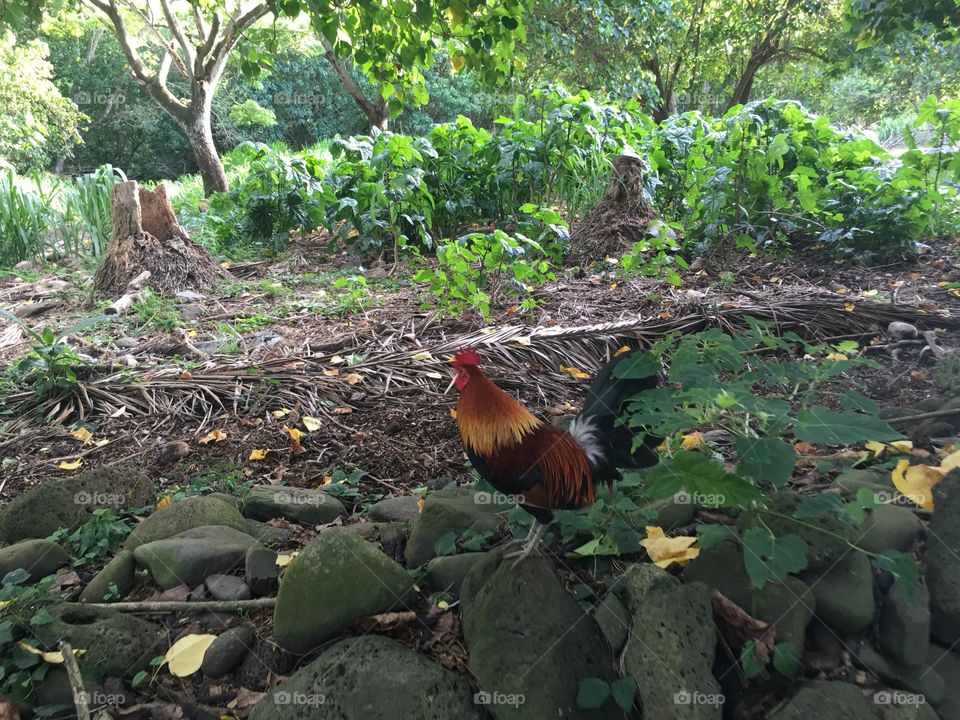 Rooster in a forest