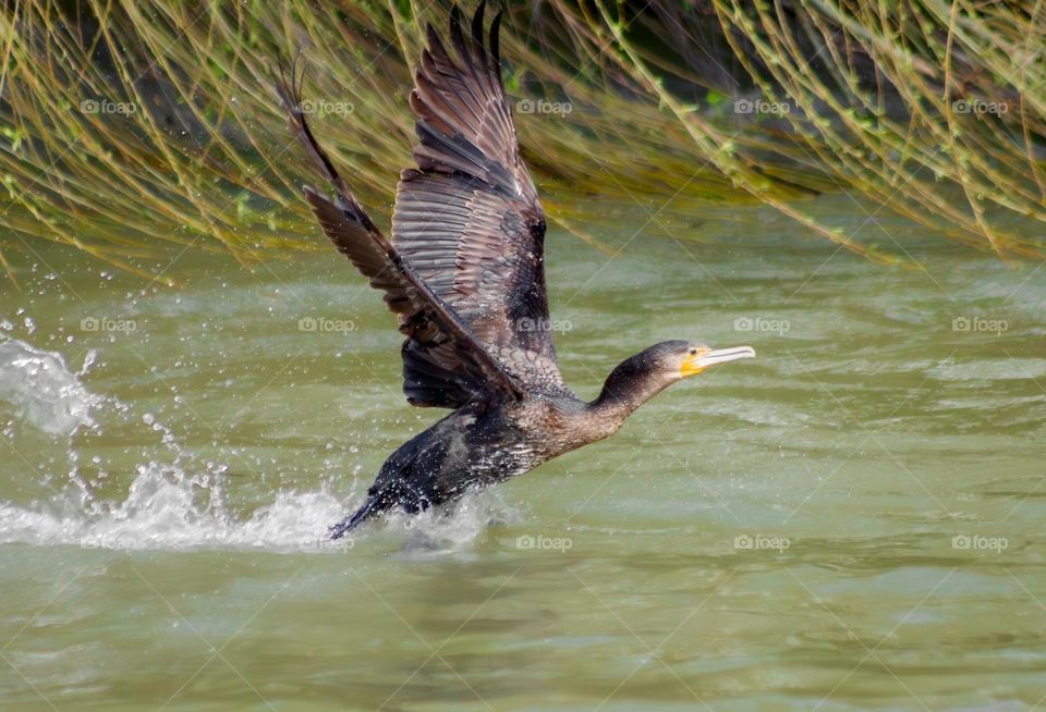 Great cormorant takes flight from a river in Portugal 