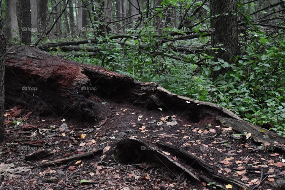 A tree rots back into the earth