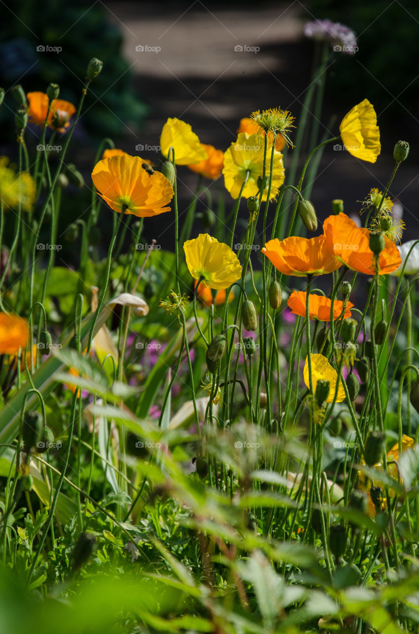 Field of orange and yellow poppies in the sunlight. Summer time. Flying bumblebee.