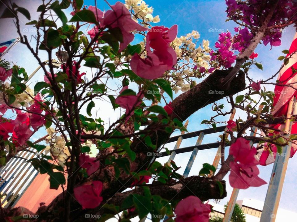 Bougainvillea