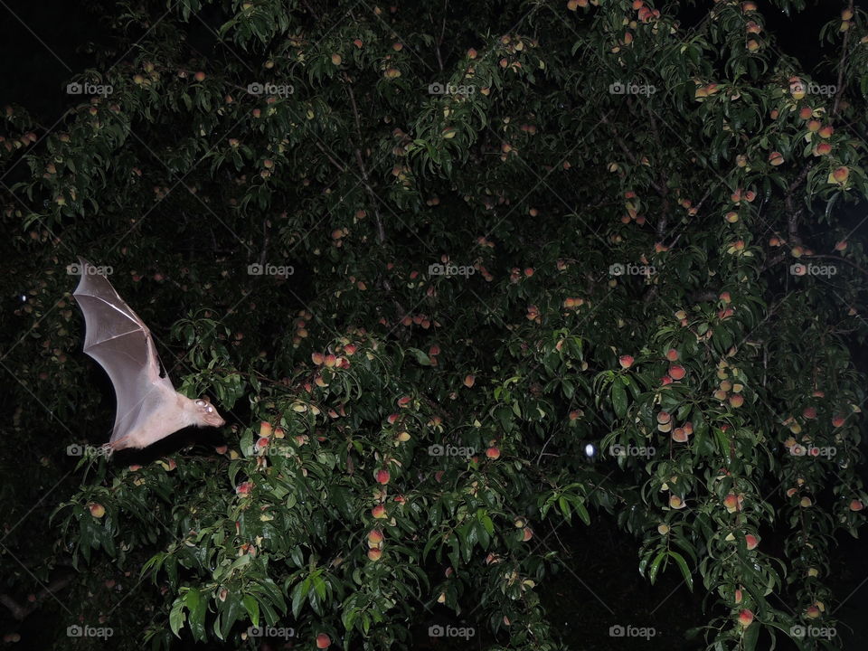 Majestic fruit bat caught in flight in front of our peach tree at night