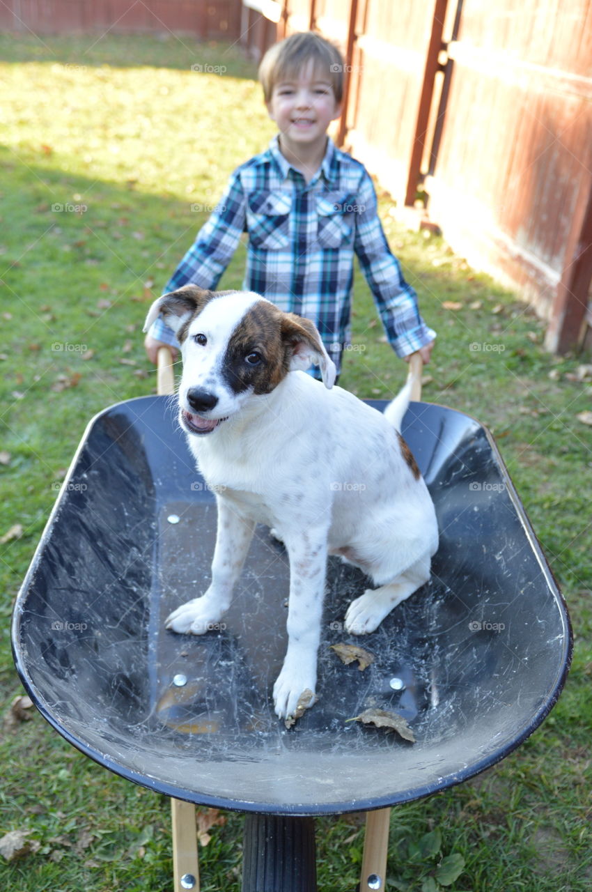 Young boy pushing his mixed breed puppy in a wheelbarrow outdoors