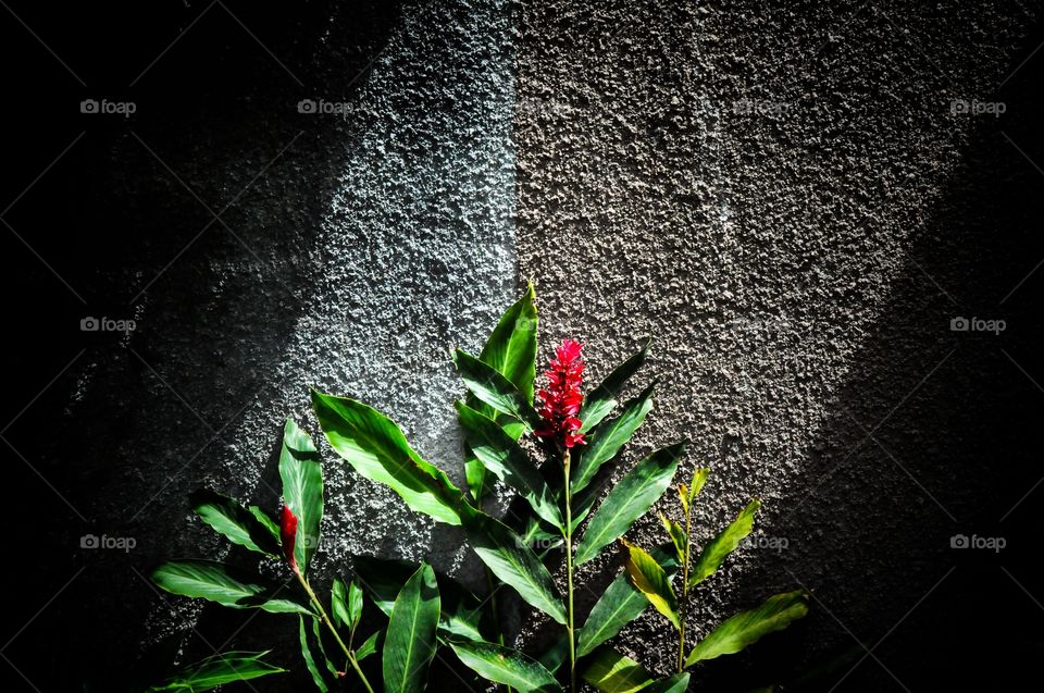 plants under sun rays