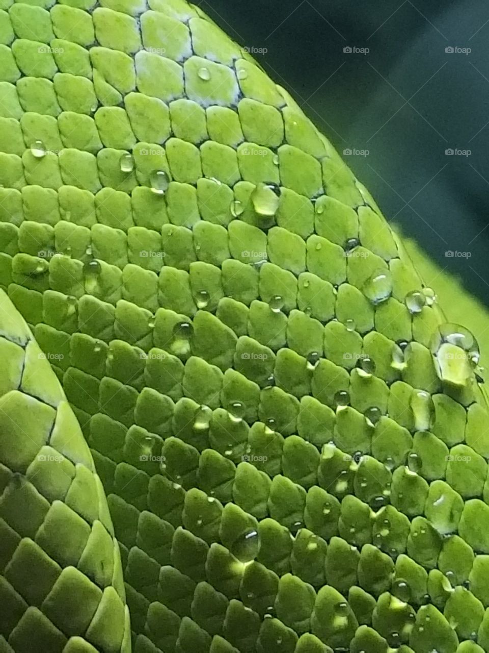 Water droplets on a green snake