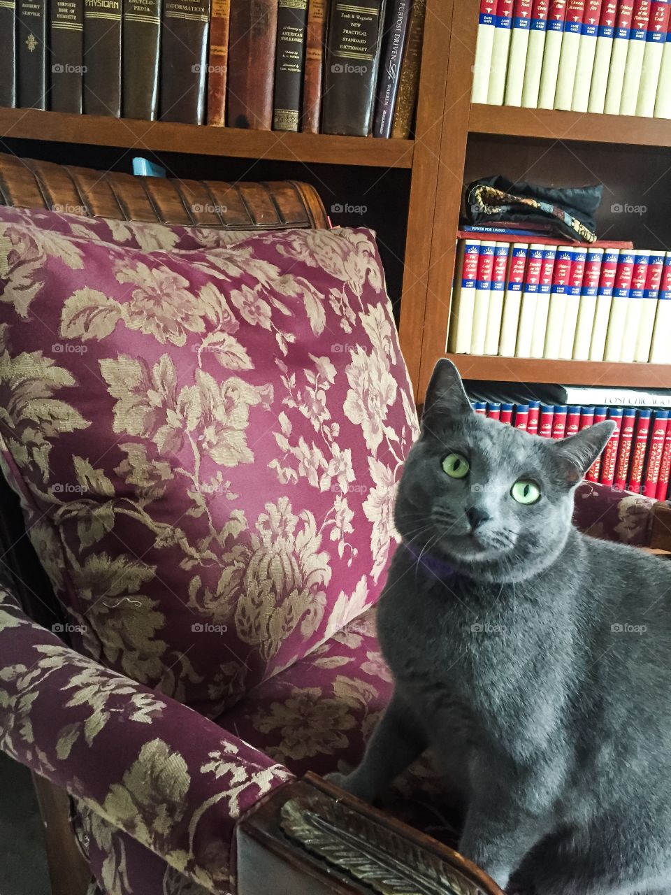 Portrait of a cat sitting on chair