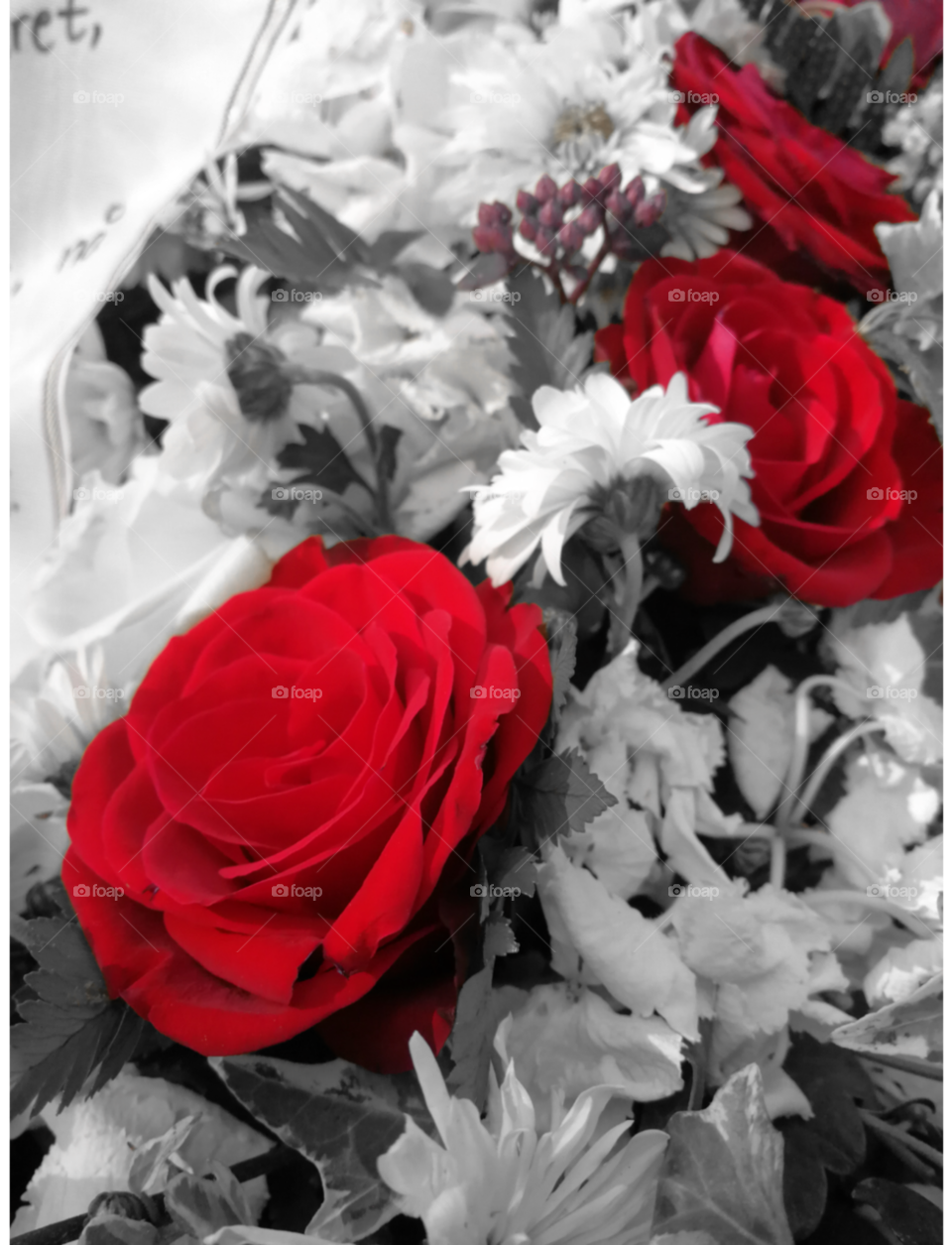 Colorsplash flowers, red roses