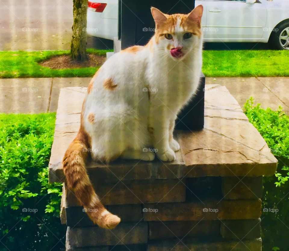 Orange and white cat thru the screen