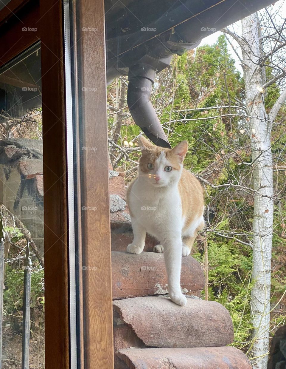 Curious cat looking from window 
