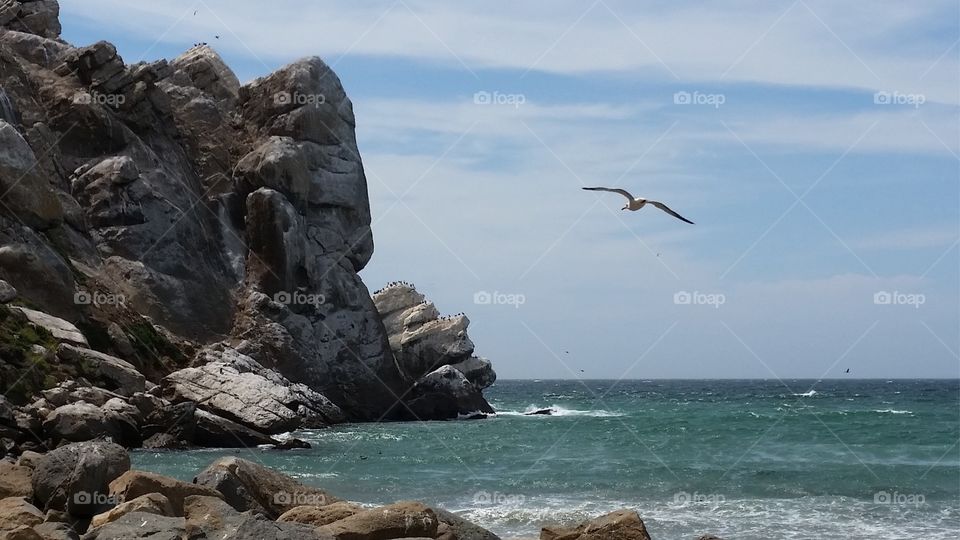 Rocky coast. Sea bird