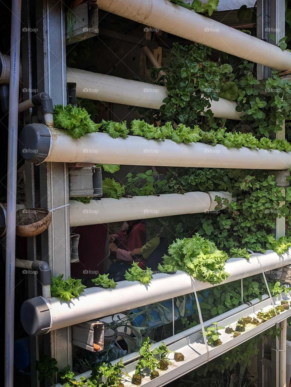 Hidrophonic vegetables