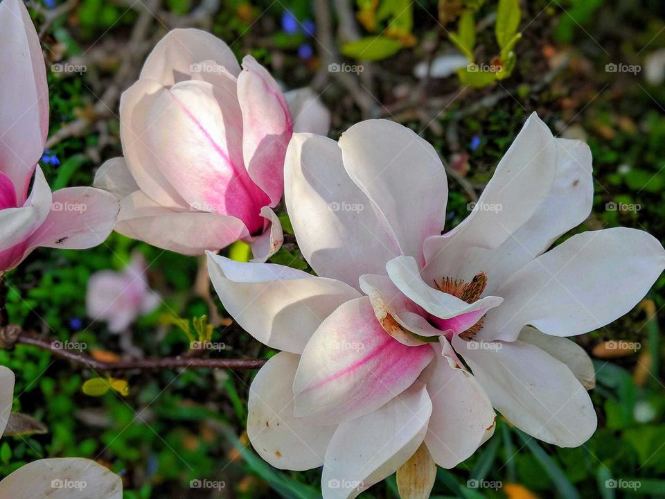 Such colour on such beautiful flowers