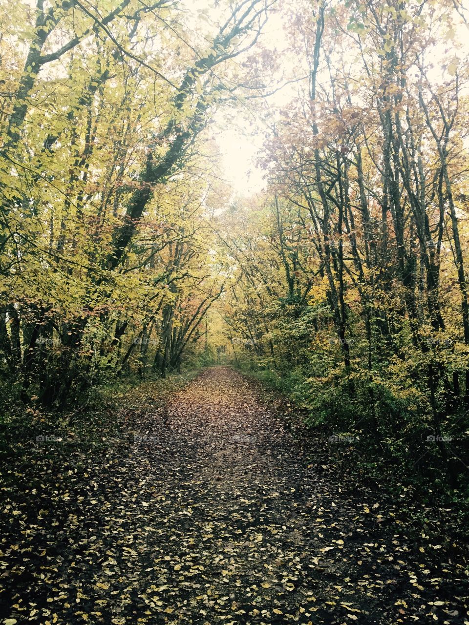 Autumn trees in forest